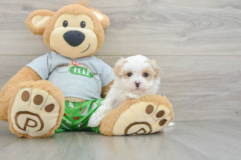 Meet Alfredo - our Maltipoo Puppy Photo 3/3 - Lone Star Pups