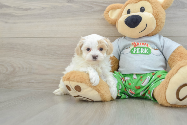 Best Maltipoo Baby