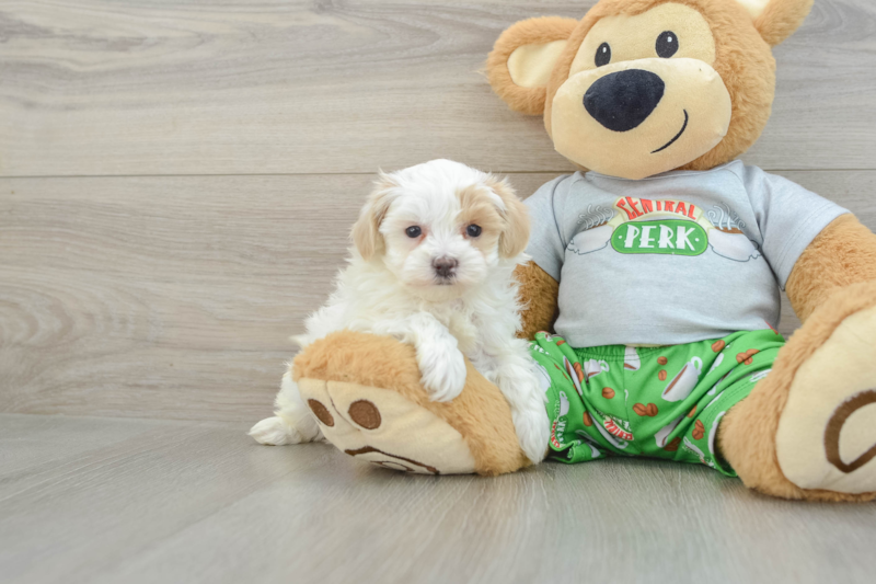 Meet Alfredo - our Maltipoo Puppy Photo 1/3 - Lone Star Pups