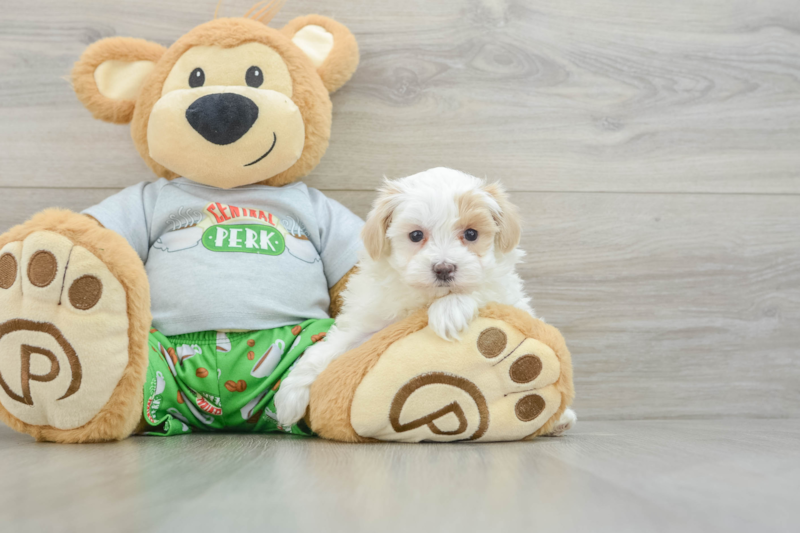Meet Alfredo - our Maltipoo Puppy Photo 3/3 - Lone Star Pups