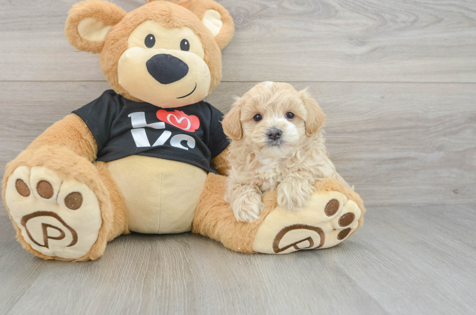 6 week old Maltipoo Puppy For Sale - Lone Star Pups