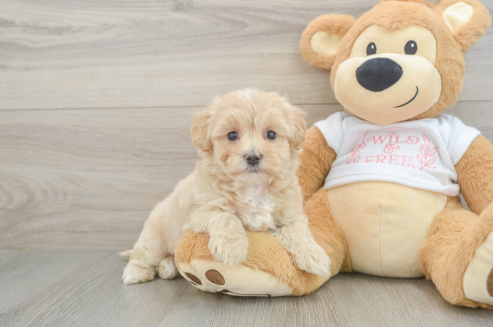 6 week old Maltipoo Puppy For Sale - Lone Star Pups