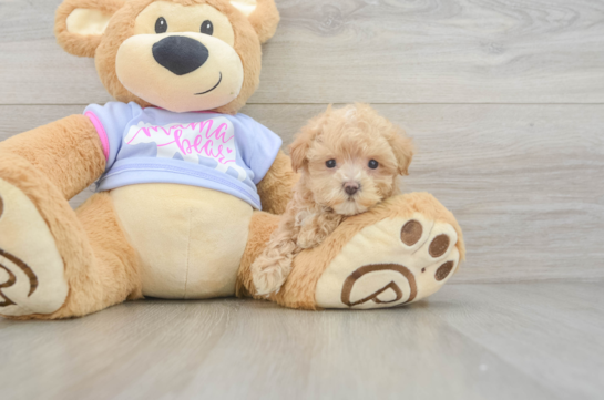 Maltipoo Puppy for Adoption
