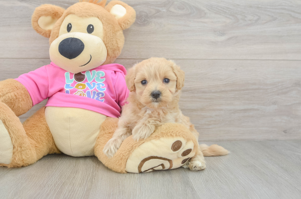 5 week old Maltipoo Puppy For Sale - Lone Star Pups