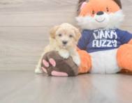 8 week old Maltipoo Puppy For Sale - Lone Star Pups