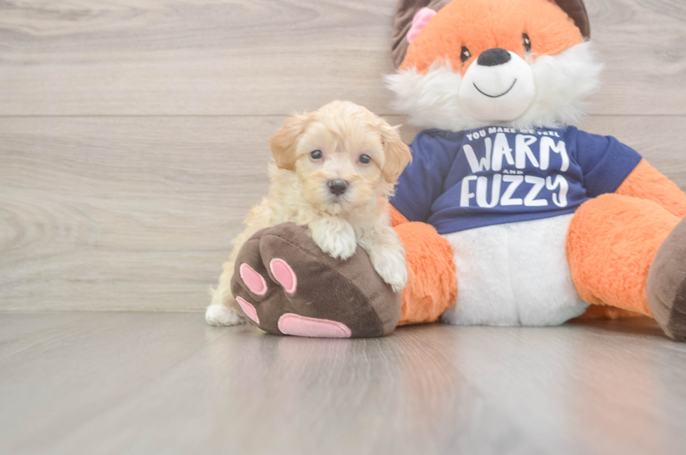 7 week old Maltipoo Puppy For Sale - Lone Star Pups