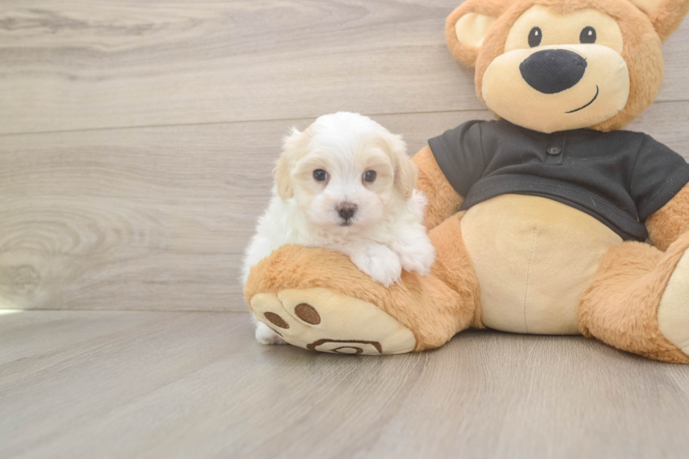 Meet Alfredo - our Maltipoo Puppy Photo  2/3 - Lone Star Pups Maltipoo Puppy for Adoption
