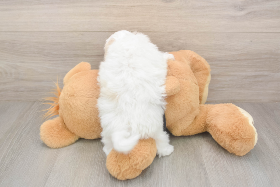 Meet Alfredo - our Maltipoo Puppy Photo  3/3 - Lone Star Pups Maltipoo Pup Being Cute