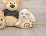8 week old Maltipoo Puppy For Sale - Lone Star Pups