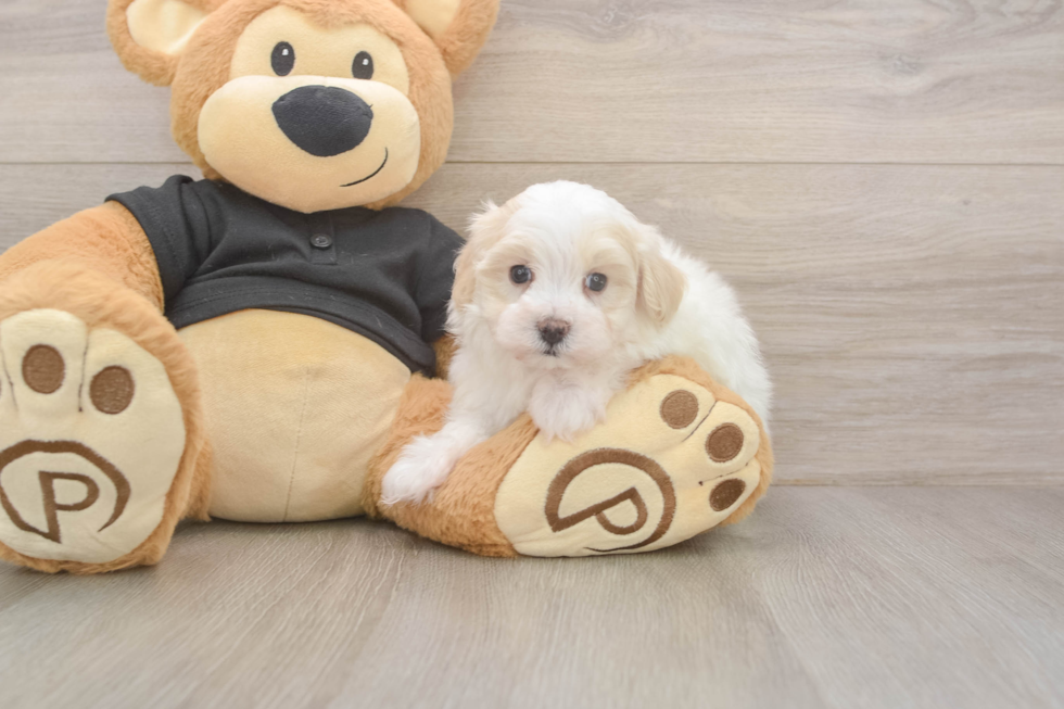 Meet Alfredo - our Maltipoo Puppy Photo  1/3 - Lone Star Pups Energetic Malt Oodle Poodle Mix Puppy