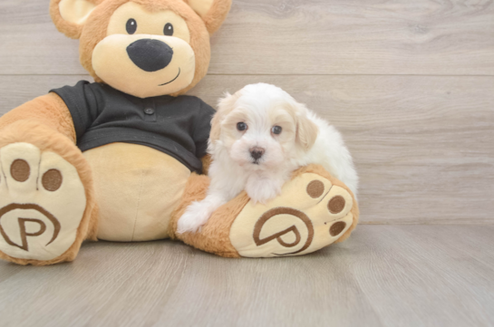 5 week old Maltipoo Puppy For Sale - Lone Star Pups Energetic Malt Oodle Poodle Mix Puppy