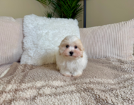 10 week old Maltipoo Puppy For Sale - Lone Star Pups