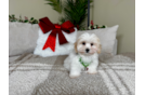 Best Maltipoo Baby