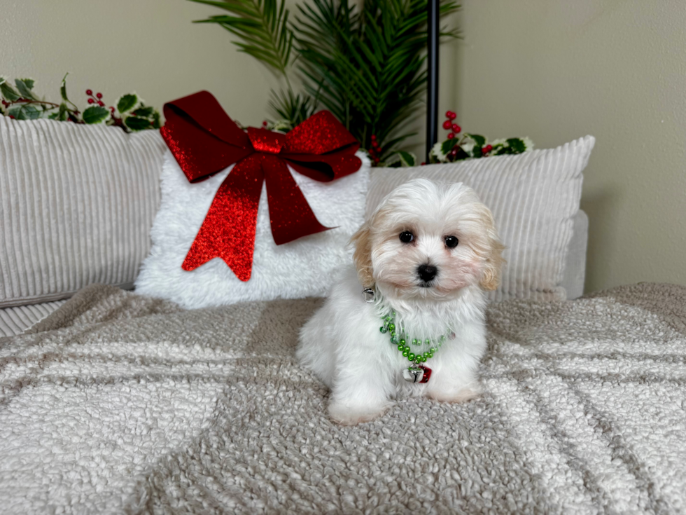 Best Maltipoo Baby