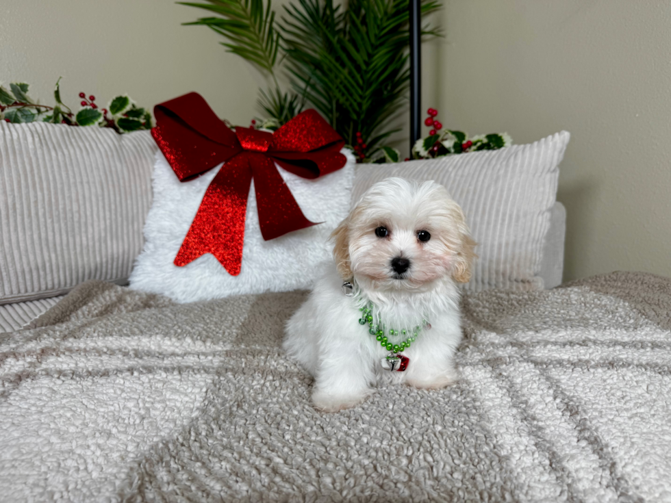 Cute Malt a Poo Poodle Mix Puppy