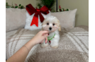 Cute Malt a Poo Poodle Mix Puppy