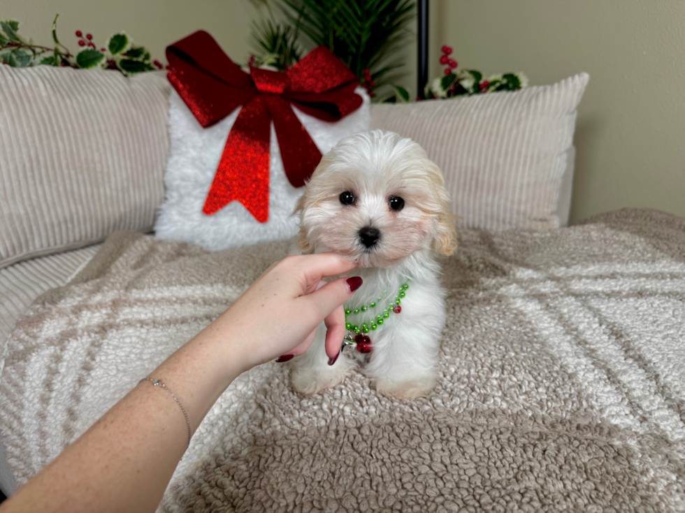 Cute Malt a Poo Poodle Mix Puppy