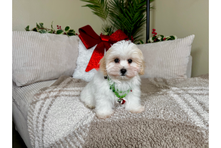 Cute Maltipoo Baby