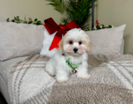 11 week old Maltipoo Puppy For Sale - Lone Star Pups