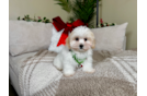 Cute Maltipoo Baby