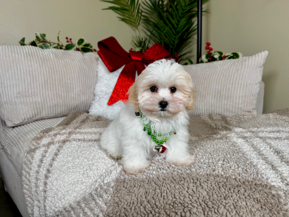 Cute Maltipoo Baby