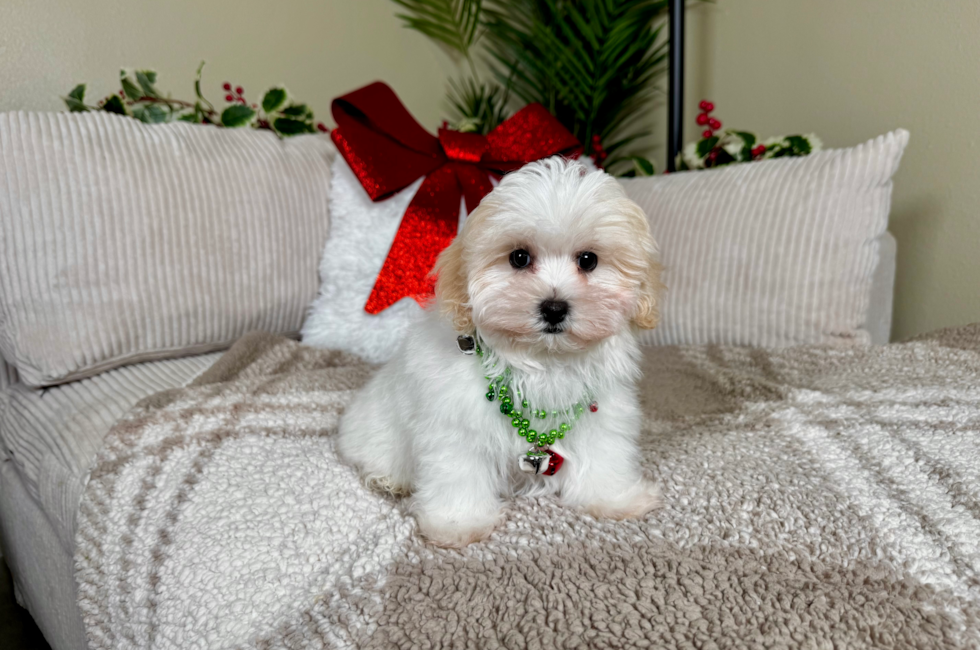 11 week old Maltipoo Puppy For Sale - Lone Star Pups