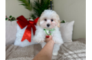 Cute Maltipoo Poodle Mix Pup