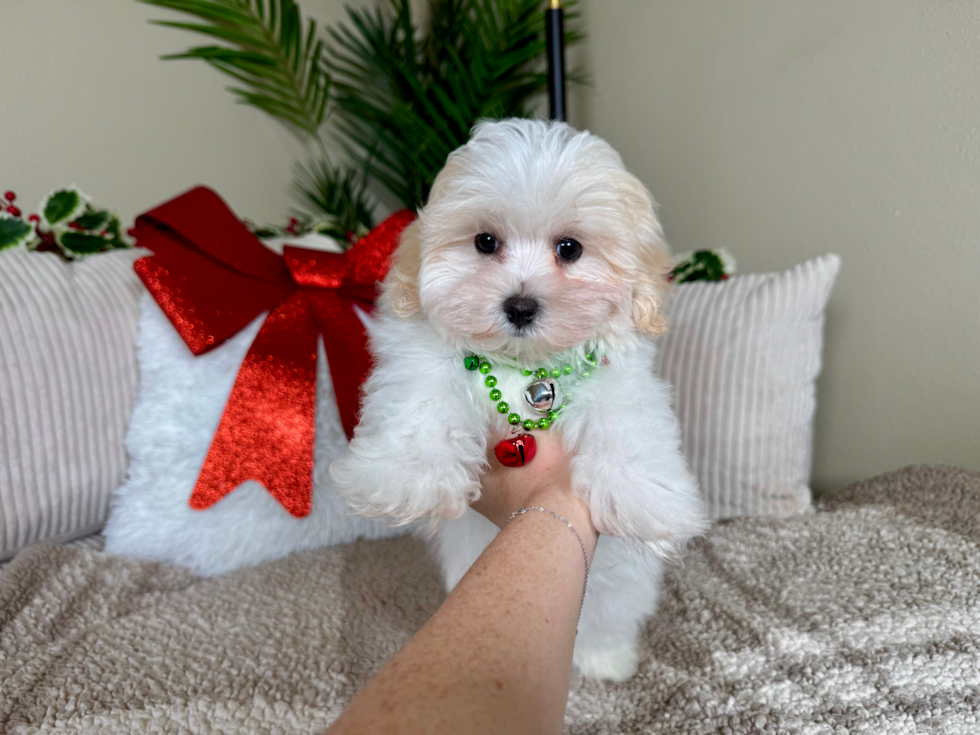 Cute Maltipoo Poodle Mix Pup