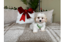 Cute Malt a Poo Poodle Mix Puppy