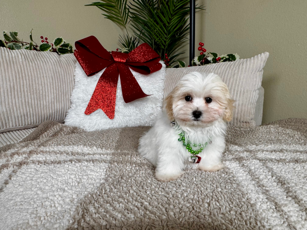 Cute Malt a Poo Poodle Mix Puppy