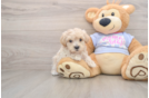 Best Maltipoo Baby