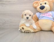 9 week old Maltipoo Puppy For Sale - Lone Star Pups