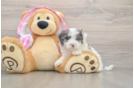 Maltipoo Puppy for Adoption