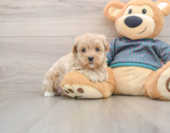 8 week old Maltipoo Puppy For Sale - Lone Star Pups