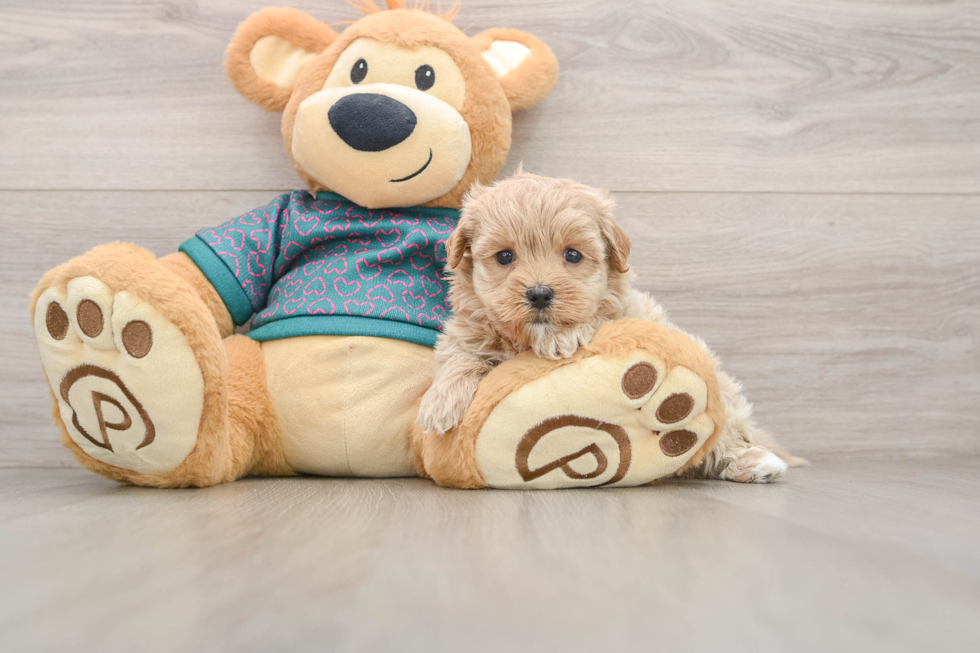 Cute Maltipoo Baby