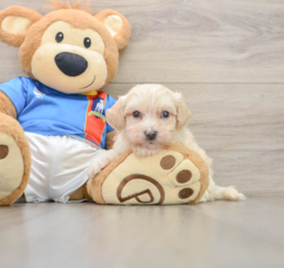 7 week old Maltipoo Puppy For Sale - Lone Star Pups