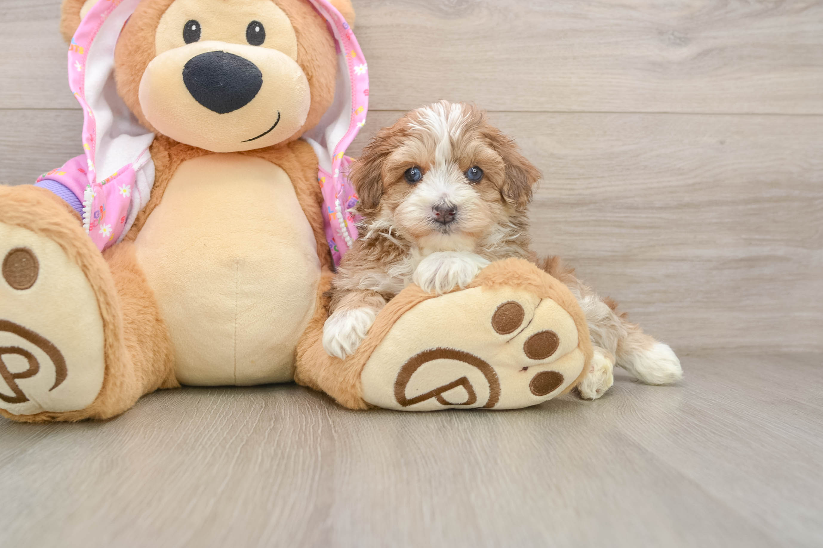 Maltipoo Pup Being Cute