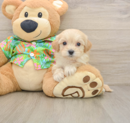 8 week old Maltipoo Puppy For Sale - Lone Star Pups