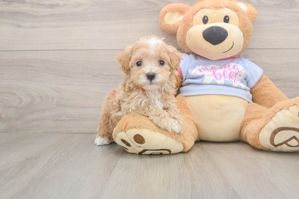 Maltipoo Pup Being Cute