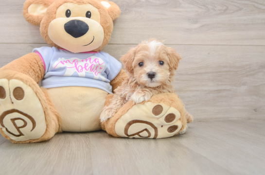 ALFREDO, a Maltipoo littermate