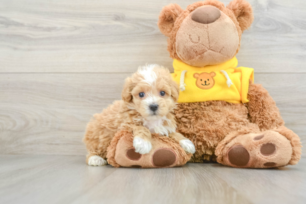 Maltipoo Puppy for Adoption