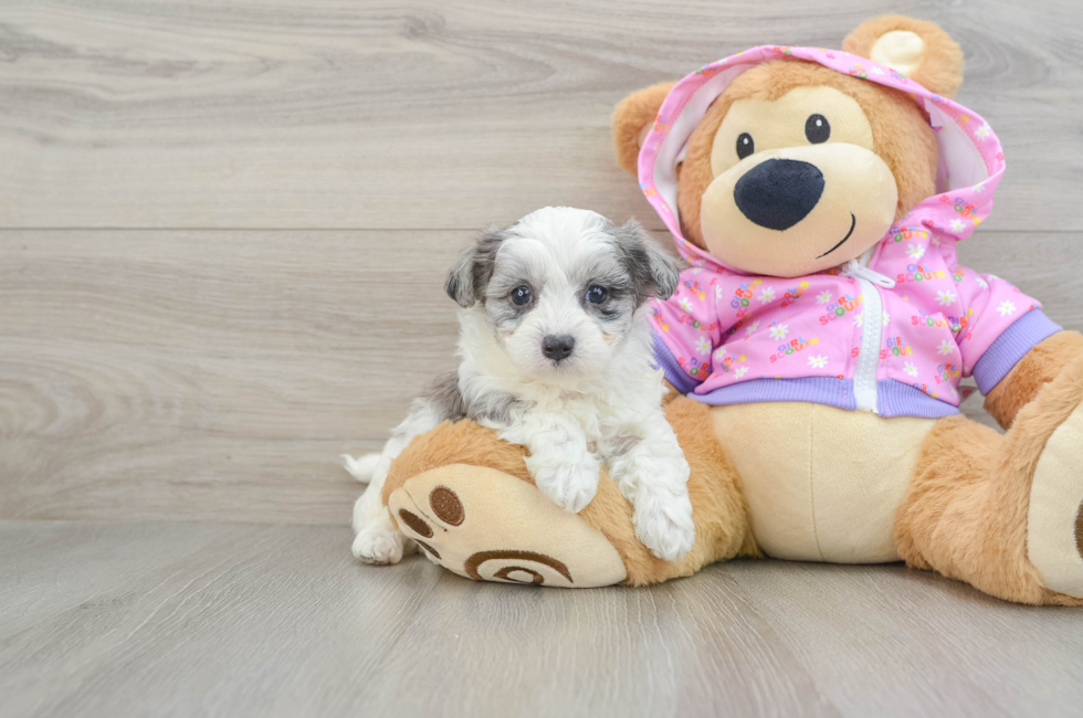 6 week old Maltipoo Puppy For Sale - Lone Star Pups