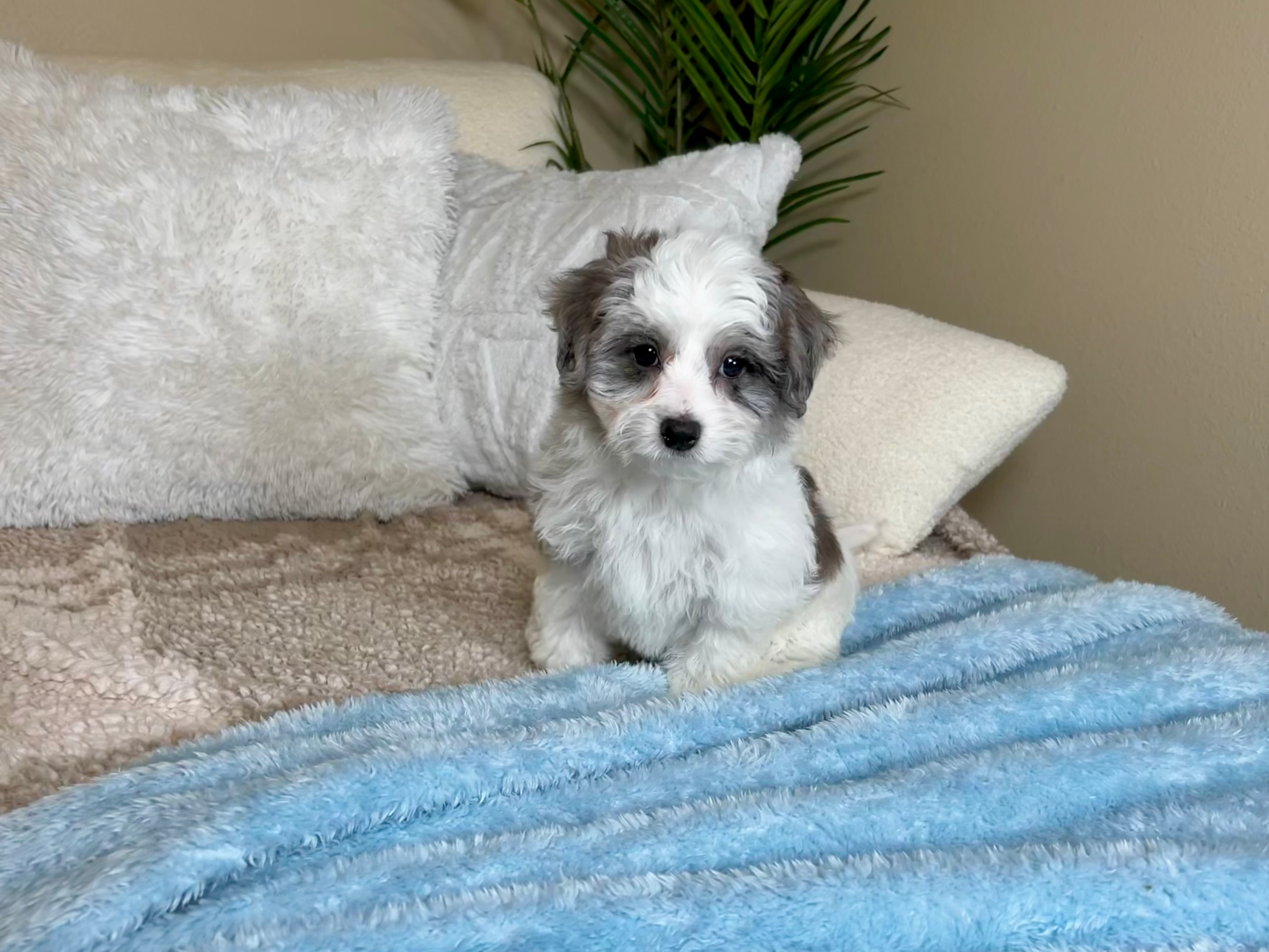 Cute Maltipoo Baby