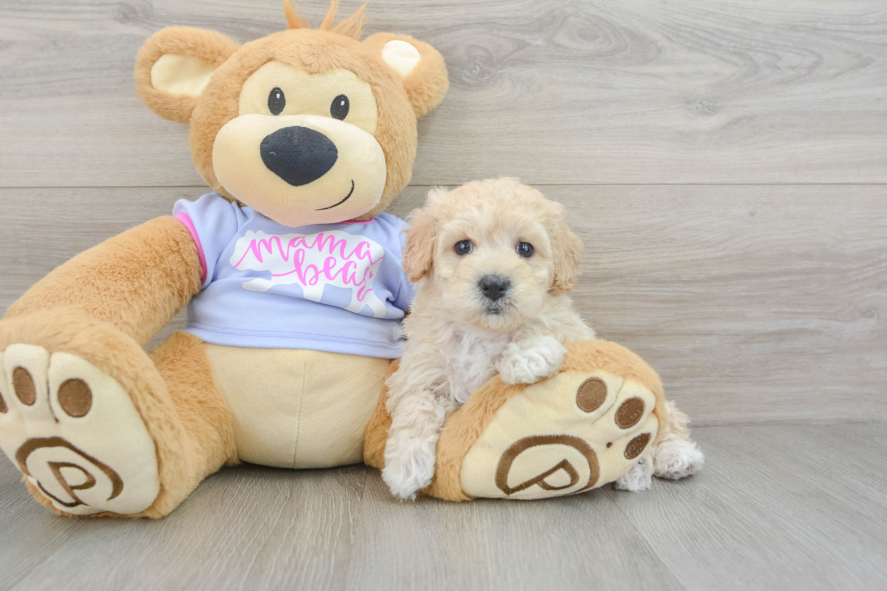 Cute Maltipoo Baby