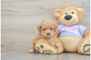Fluffy Maltipoo Poodle Mix Pup