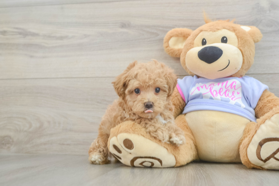 Fluffy Maltipoo Poodle Mix Pup