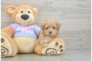 Smart Maltipoo Poodle Mix Pup