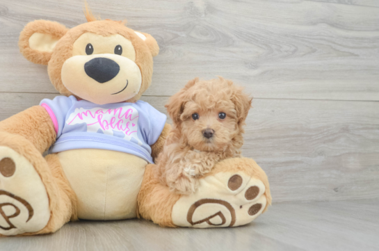 Smart Maltipoo Poodle Mix Pup