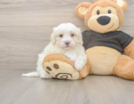 8 week old Maltipoo Puppy For Sale - Lone Star Pups