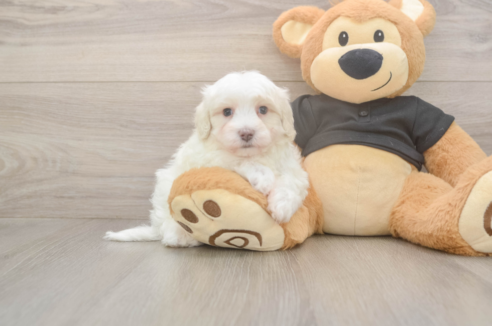 5 week old Maltipoo Puppy For Sale - Lone Star Pups